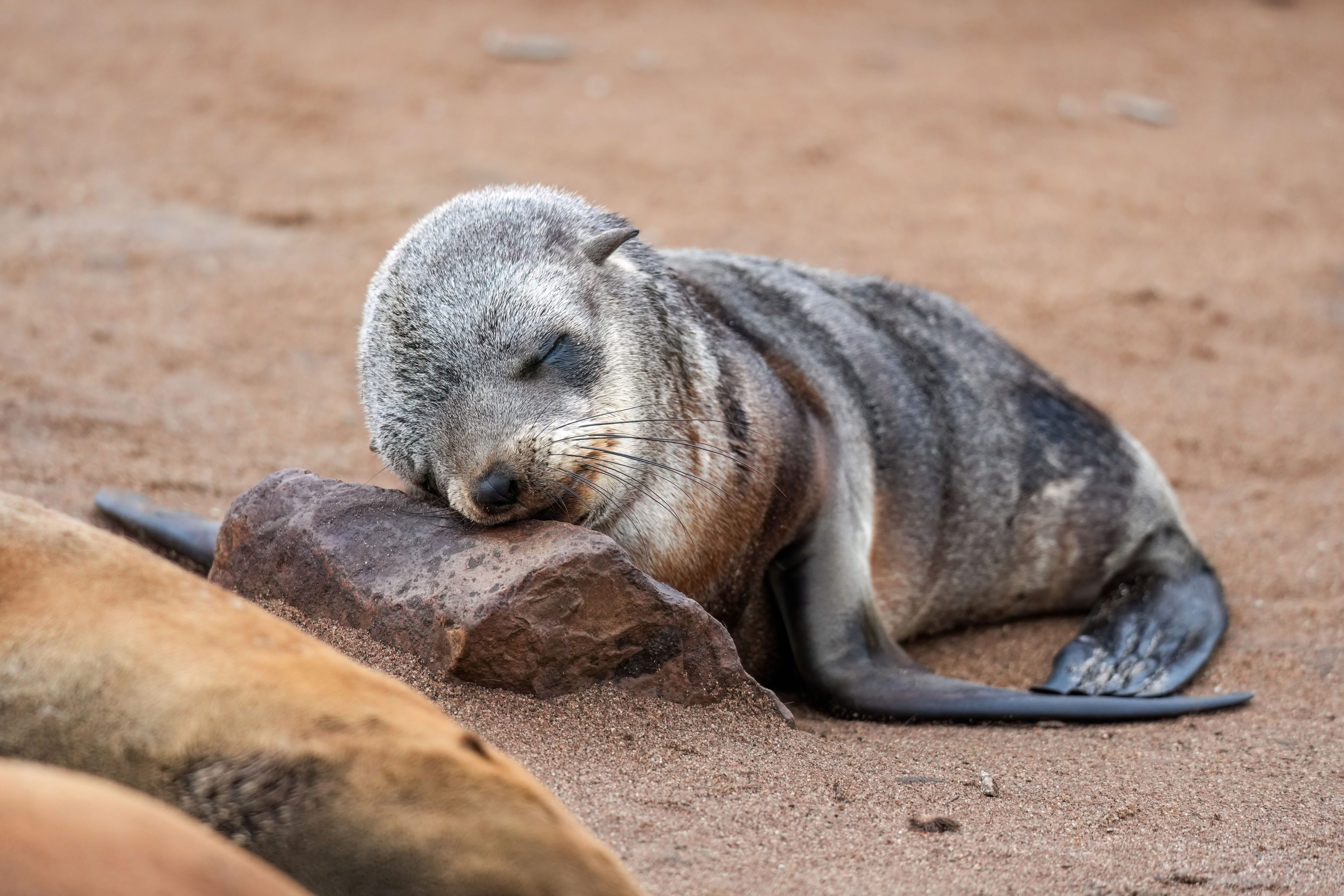 Baby_Cape_fur_seal_sleeping_at_Cape_cross_Photo_by_Giles_Laurent